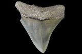 Serrated, Megalodon Tooth - Excellent Blade #76182-1